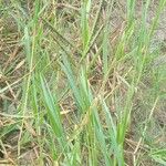 Paspalum distichum Квітка