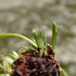 Saxifraga moschata Blad