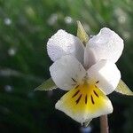 Viola arvensisFlors