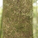 Protium apiculatum Coajă