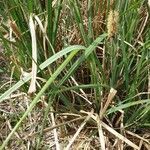 Carex hispida Blatt