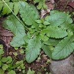 Chaptalia nutans Leaf