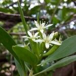 Lumnitzera racemosa Flower