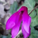 Cyclamen repandum Blomma