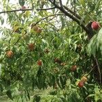Prunus persica Hábitos