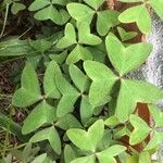 Oxalis latifolia Hostoa