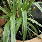 Hypoxis hirsuta Blad