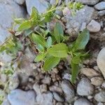 Veronica anagalloides Leaf