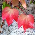 Parthenocissus tricuspidata Folla