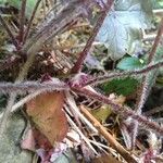 Heuchera micrantha Bark