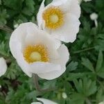 Anemonoides sylvestris Floare