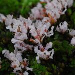 Tessmannia anomala Flor