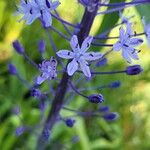 Scilla hyacinthoides Floare