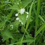 Lamium albumBlüte