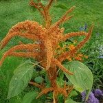 Amaranthus cruentusFleur