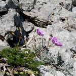 Erodium rodiei Облик