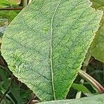 Ehretia dicksonii Leaf