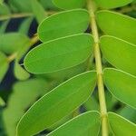 Senna didymobotrya Blatt