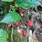 Begonia radicans Цвят