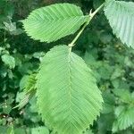 Ulmus laevis ഇല