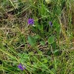 Viola adunca 叶