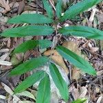 Phanerophlebia umbonata Leaf