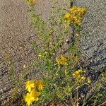 Hypericum perforatum Habit