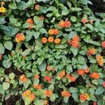 Lantana aculeata Flors