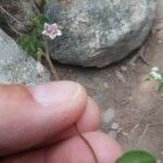 Linnaea borealis പുഷ്പം
