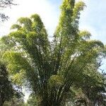 Bambusa vulgaris Хабит