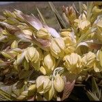 Yucca schidigera Floare