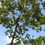 Cordia africana Feuille