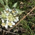 Achillea nana Hábitos