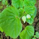 Begonia hirtella Blad