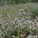 Phacelia heterophylla عادت