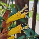 Sanchezia oblonga फूल