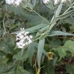 Eupatorium serotinumЛисток