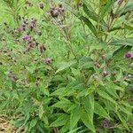 Vernonia baldwiniiLeaf