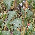 Betula pendula Blad