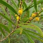 Acacia confusa फूल
