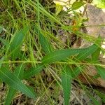 Vernonia fasciculata Folha