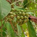 Leea indica Fruit