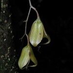 Leochilus labiatus Fruit