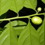 Casearia coronata 果實