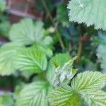 Rubus camptostachys 葉