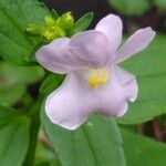 Mimulus alatus Blüte