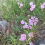 Silene colorataFlor