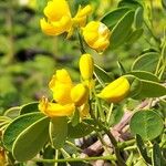 Senna bicapsularis花