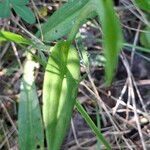 Ophrys apifera Likasa