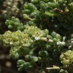 Nucularia perrinii Otro